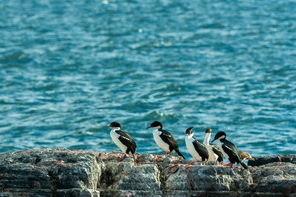 istock Cormorants in Ushuaia 1410146659