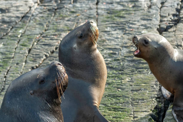 istock Sea lions in Ushuaia 1410146680