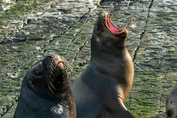 istock Sea lions in Ushuaia 1410146682