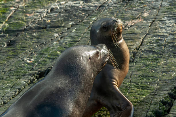 istock Sea lions in Ushuaia 1410146685