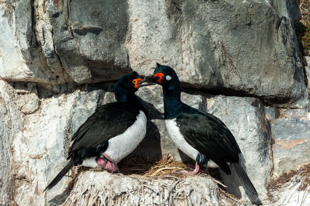 istock Cormorants in Ushuaia 1410146697