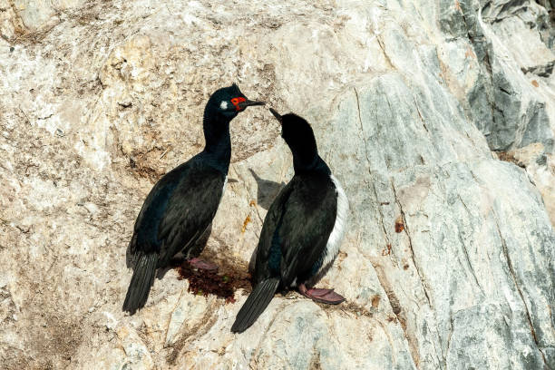 istock Cormorants in Ushuaia 1410146698
