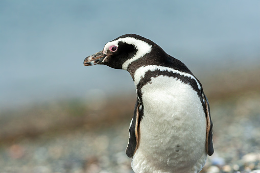 Pingüinos en Ushuaia photo
