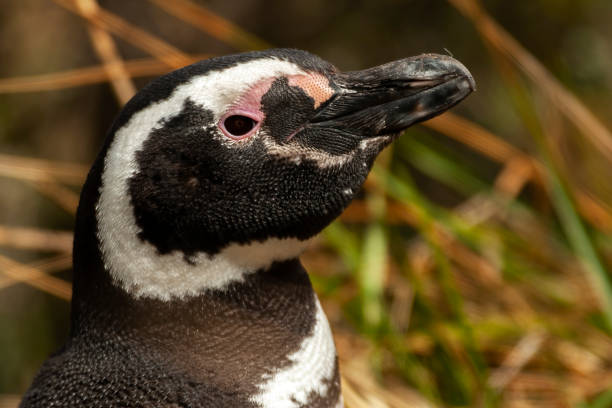 istock Penguins in Ushuaia 1410146818
