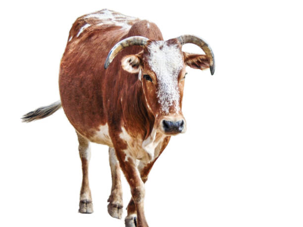 istock Zebu cow isolated on white background 1410146868