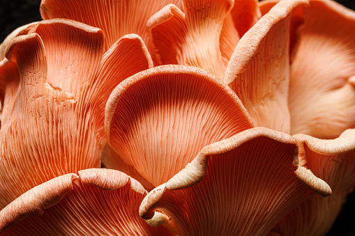 Close up view of pink oyster mushrooms (Pleurotus djamor). Healthy and delicious fungi