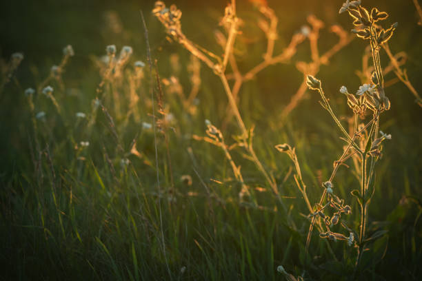 istock summer sunset in the field 1410147877