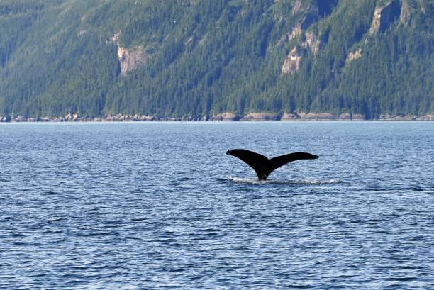 istock Humpback Whale near Valdez, Alaska 1410147925