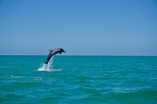 Dolphin jumping in the ocean.  Please see my portfolio for other animal images.