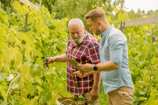father and son taking care of inspecting the vineyard using a tablet