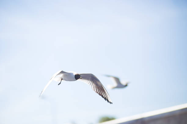 Seagull flying on blue clear sky background. Close-up shot.