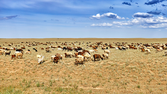sheep and goats grazing in the steppe of Kazakhstan