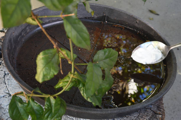 istock abandoned plastic packaging with stagnant dirty water inside. close view. mosquitoes in potential breeding sites. disease transmissionproliferation of aedes aegypti, dengue, chikungunya, zika virus 1410151741
