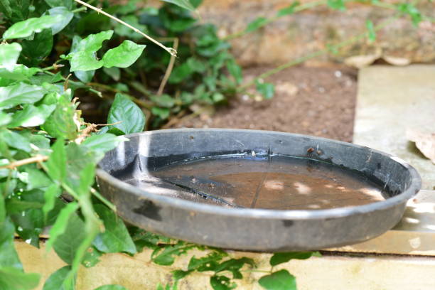istock abandoned plastic packaging with stagnant dirty water inside. close view. mosquitoes in potential breeding sites. disease transmissionproliferation of aedes aegypti, dengue, chikungunya, zika virus 1410151746