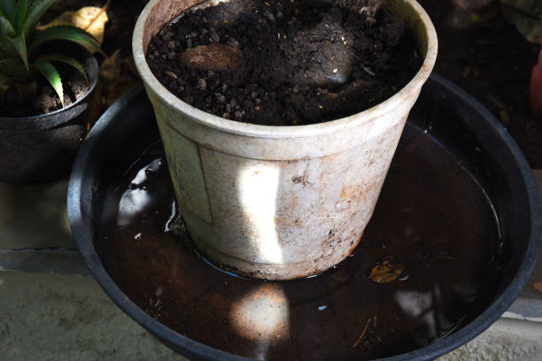 istock abandoned plastic packaging with stagnant dirty water inside. close view. mosquitoes in potential breeding sites. disease transmissionproliferation of aedes aegypti, dengue, chikungunya, zika virus 1410151763