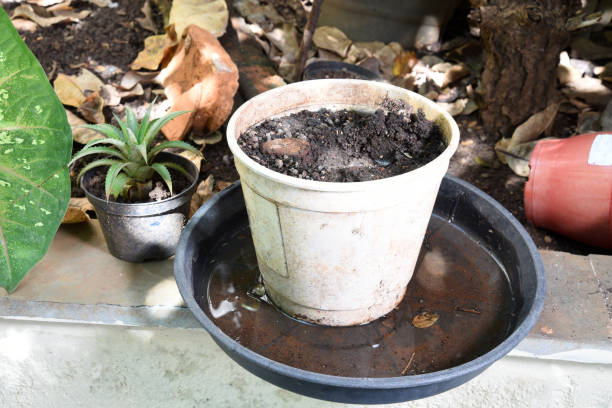istock abandoned plastic packaging with stagnant dirty water inside. close view. mosquitoes in potential breeding sites. disease transmissionproliferation of aedes aegypti, dengue, chikungunya, zika virus 1410151770