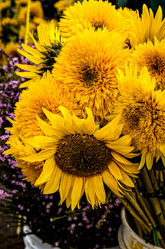 A group of large sunflowers in an arrangement of all yellow and golden tones.