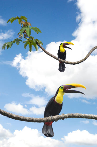 Two Toucans playing together in a tree in Costa Rica. stock photo