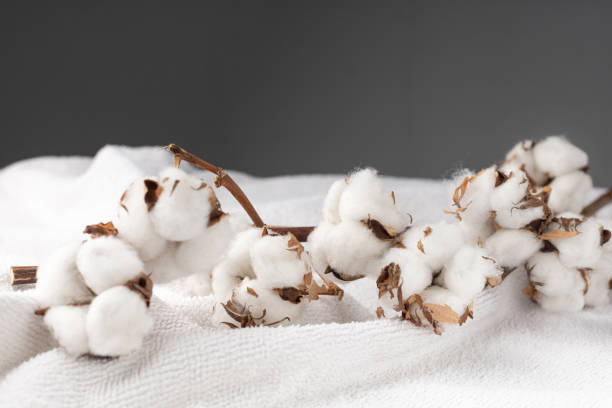 istock Branches of cotton on a white bath terry towel 1410152675
