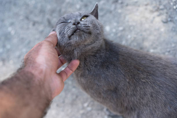 Man petting a cat on the street