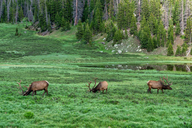 istock Rocky Mountain Elk in Colorado 1410158161