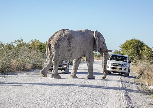 African Elephant at Etosha National Park in Kunene Region, Namibia, with cars and visible people in the background.