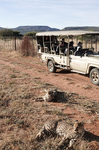 Wildlife observation by tourists of an African Cheetah at Omboroko Mountains near Otjiwarongo at Otjozondjupa Region, Namibia