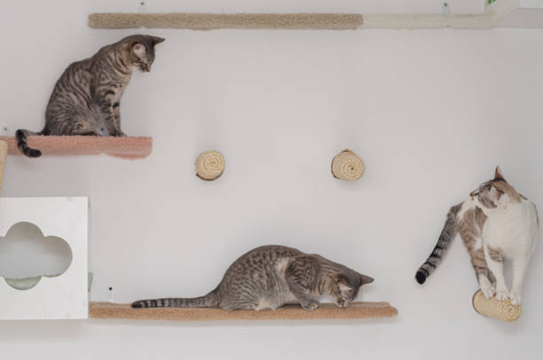 istock Catification - Cats playing in a house with specific environmental enrichment for cats 1410160069