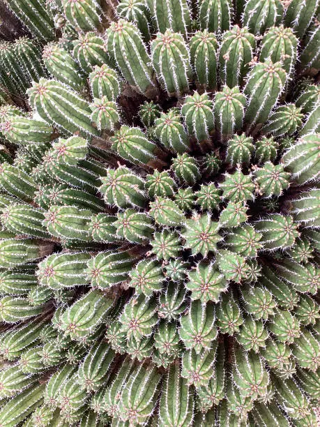 Desert Background: Cactus close-up, Sonoran Desert, Arizona