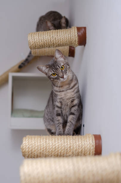 istock Catification - Cats playing in a house with specific environmental enrichment for cats 1410160077