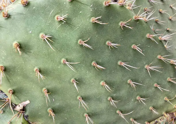 Close up of the thorns of a Rabbit Ear Cactus, Desert Garden  Scottsdale, Arizona