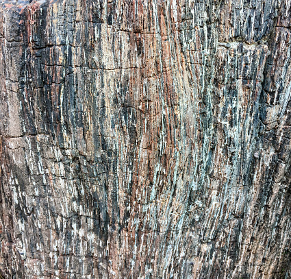 Close up of Petrified Wood Background, Arizona