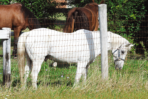 Horses in pen or pasture in the summer.