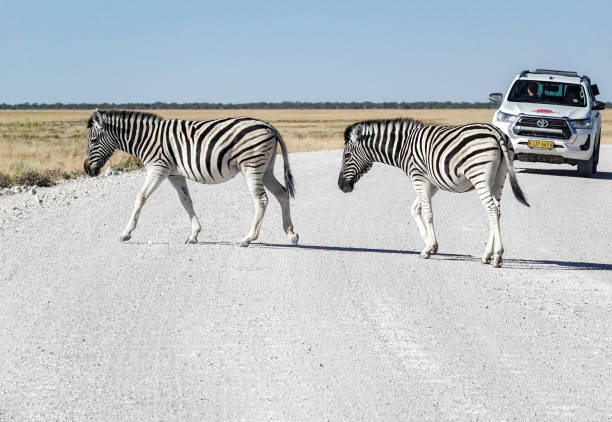 Zebra at Etosha National Park in Kunene Region, Namibia, with cars and visible people in the background.