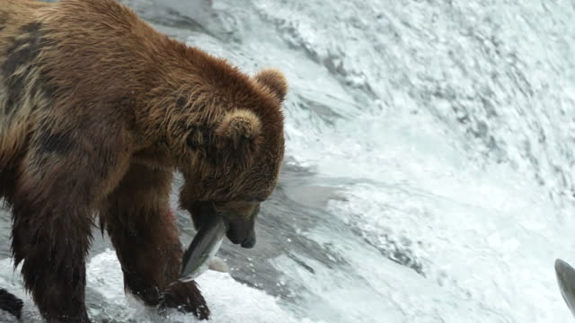 Closeup of Brown Bear catching Sockeye Salmon at Brooks Falls - 4k Slow Motion