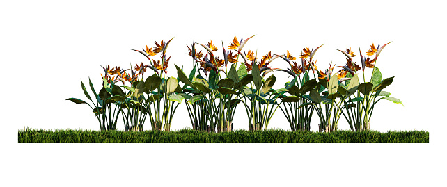 A 3d rendering image of birs of paradise on green grasses field. Scene creator