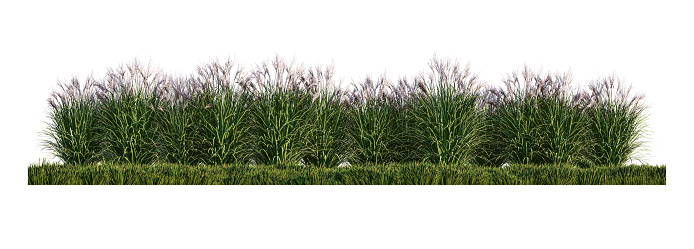 A 3d rendering image of a lot of grass flower on green grass field
