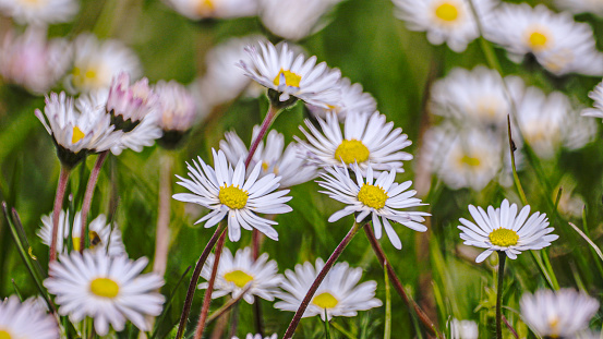 Close-up view of meadow with green grass and white small daisy flowers (Matricaria perforata). Chamomile flowers surrounded by lawn. Top view