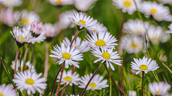 Springtime freshness on a daisy meadow.