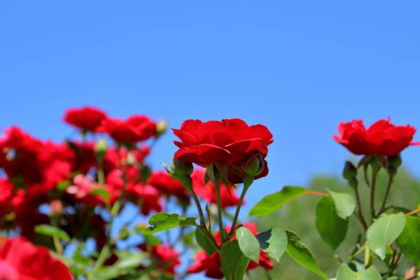 istock Red Rose flowers with blue sky background 1410162496