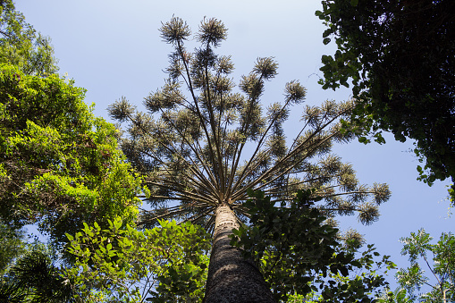 Sao Paulo, SP, Brazil - April 15, 2022: Araucaria with its radial canopy, typical of the Atlantic Forest