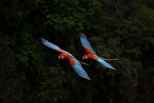 Scarlet macaws flying in freedom