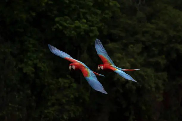 Photo of Rojo Macaw