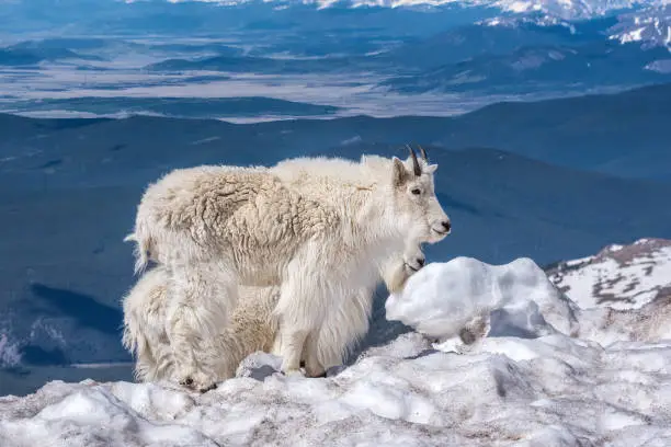 Photo of Mountain goat at top of Mt Evans in Colorado