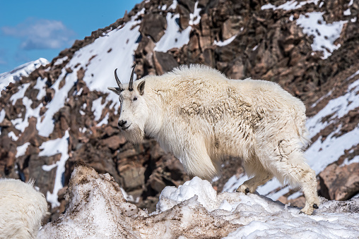 Mountain goat at top of Mt Evans in Colorado's Rocky Mountains, USA.