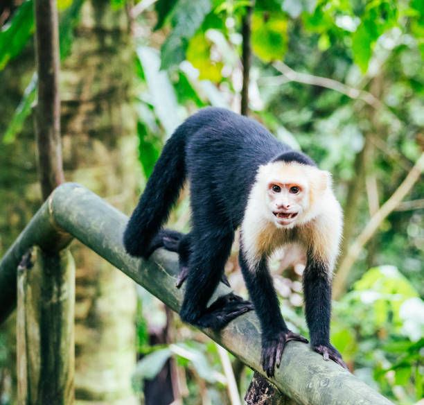 обезьяна с белым лицом смотрит в камеру в национальном парке - animals in the wild manuel antonio national park primate monkey стоковые фото и изображения