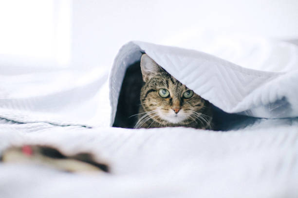 istock Cat playing hunting hiding under bed sheet on white background 1410166172