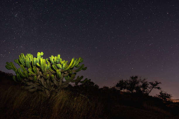 istock Cactus under the stars of Bernal 1410166293
