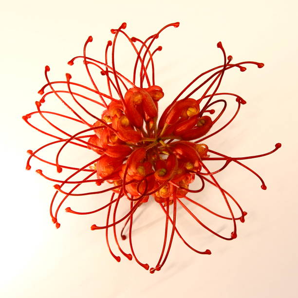 Flower of the Australian native tree Grevillea  isolated on a white background.