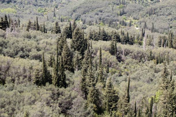 istock Olive and pine forest in Corfu, Greece 1410167311